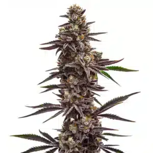 Plant de cannabis Cherry Pie avec de gros bourgeons violets et verts.