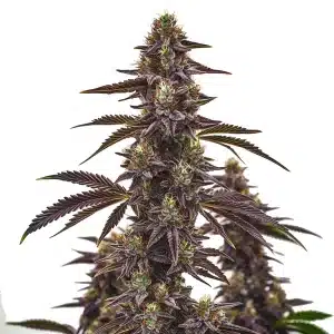 Plante de cannabis Cherry Pie Auto avec des têtes denses violet foncé et des pistils orange.