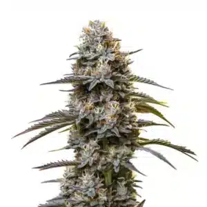 Plante de cannabis Chocolate Thai aux bourgeons aérés et feuillage vert foncé.