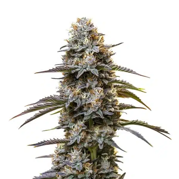Chocolate Thai