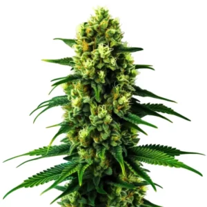 Gros plan d’une plante de cannabis Colombian Gold avec de longs bourgeons recouverts de trichomes