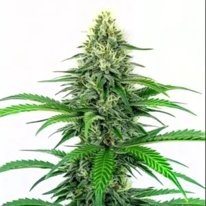 Critical Fast Version cannabis strain with compact buds and thick trichomes