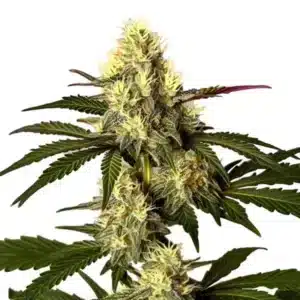 Tête compacte de cannabis Do-Si-Dos avec pistils orange et résine épaisse
