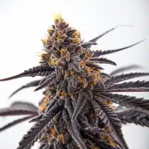Plante de cannabis Donny Burger aux fleurs épaisses et résineuses