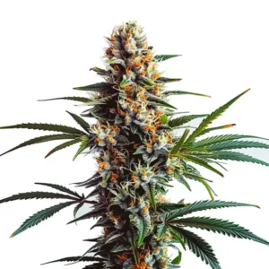 Bourgeon de cannabis Doug’s Varin riche en trichomes