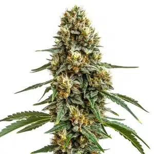 Plante sativa Durban Poison avec longs colas et trichomes cristallins.