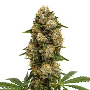 Durban Poison Auto cannabis plant with dense buds, frosty trichomes, and orange pistils