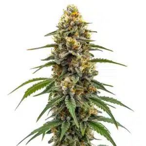 Durban Poison Fast Version cannabis plant with dense buds and vibrant orange pistils