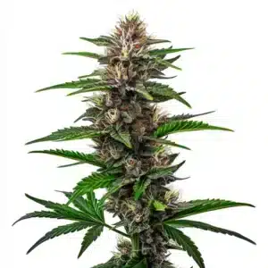 Plante de cannabis Fat Bastard avec des bourgeons denses et colorés.