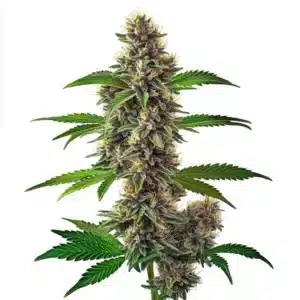 Fat Bastard Auto cannabis plant with dense buds covered in trichomes.