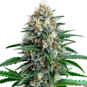 Fire Alien Strawberry x Mac Rillaz F1 cannabis plant with purple hues and frosty trichomes