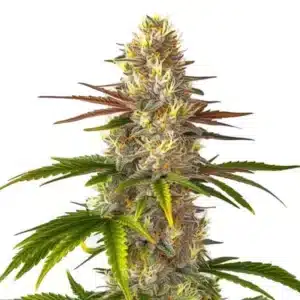 Plante de cannabis Florida Sunrise avec des feuilles vert vif et bourgeons lumineux.
