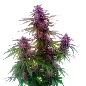 Florida Sunrise Auto cannabis plant with bright green leaves and resinous buds.
