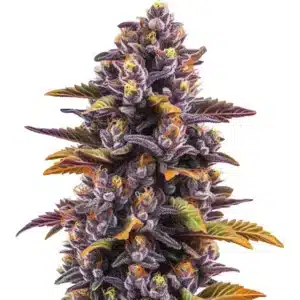 Plante de cannabis Forbidden Fruit avec des bourgeons denses aux tons violets et orange.