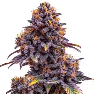Forbidden Fruit Auto cannabis plant with purple tones and resinous buds.