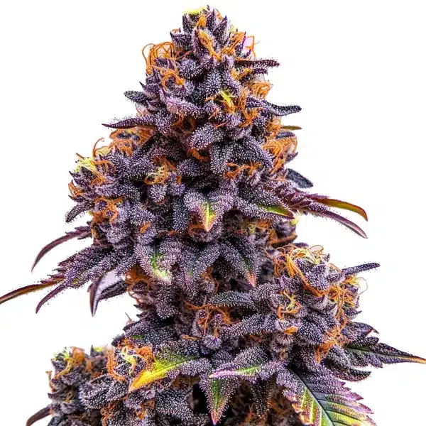 Forbidden Fruit Auto