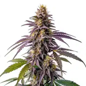 Cannabis Fruity Pebbles avec des fleurs denses et des nuances violettes et vertes.