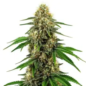 Plant de cannabis Future #1 avec de grandes fleurs cristallisées et brillantes.