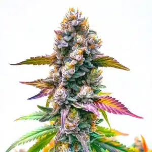 Gros plan d’un plant de cannabis Gary Payton avec des bourgeons recouverts de trichomes.