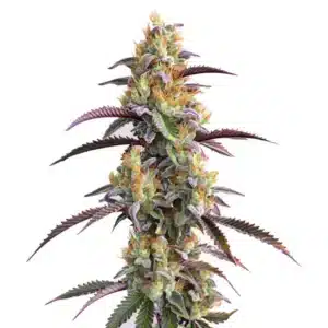 Plante de cannabis Gator Breath avec fleurs denses et feuillage violet foncé.