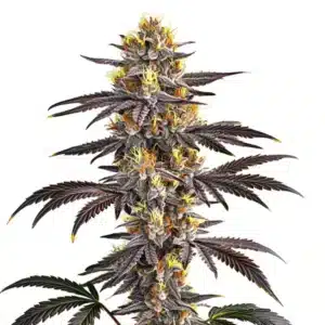 Plant de cannabis Gelato avec de grosses têtes résineuses et pistils orange.