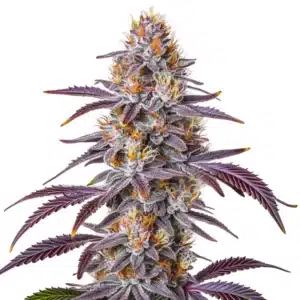Bud de cannabis Gelato 33 recouvert de trichomes brillants et pistils orangés.