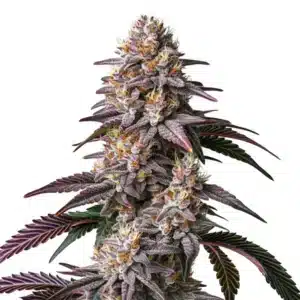Plante de cannabis Gelato 41 avec têtes compactes, trichomes abondants et feuilles sombres.