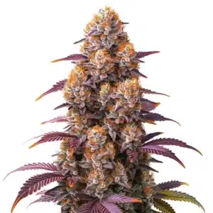 Cannabis Gelato 45 avec des têtes colorées violettes et des pistils orange vif.
