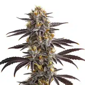 Gelato Auto cannabis plant with sticky resin and orange pistils.