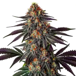 Plante de Gelato x Honey Drop avec buds recouverts de trichomes brillants.