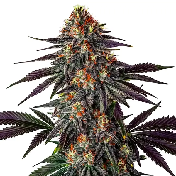 Gelato x Honey Drop