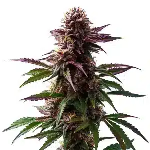Autofloraison Gelato x Purple Punch aux teintes violettes et bourgeons givrés.