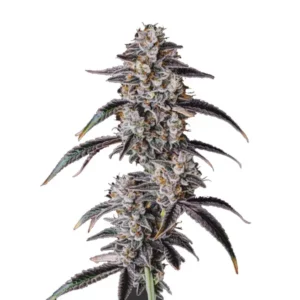 Gros plan d’une plante de cannabis Georgia Pie aux têtes denses couvertes de trichomes et de nuances violettes.