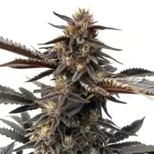 Plante de cannabis Ghost OG aux bourgeons sombres et trichomes argentés.