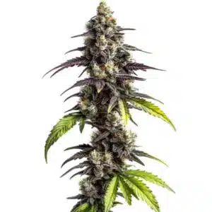 Plante de cannabis Ghost Train Haze avec des fleurs givrées et des feuilles vert foncé.