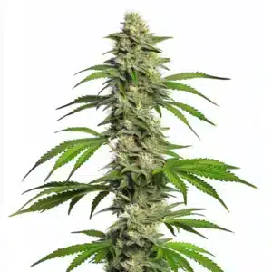 Girl Scout Cookies Auto cannabis plant with dense buds and frosty trichomes.