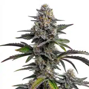 Plante de cannabis Glitter Bomb avec des fleurs violettes recouvertes de trichomes brillants.