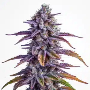 Glookies Auto cannabis plant with dense buds and resinous trichome