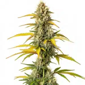 Plante de cannabis GMO avec fleurs sombres et givrées