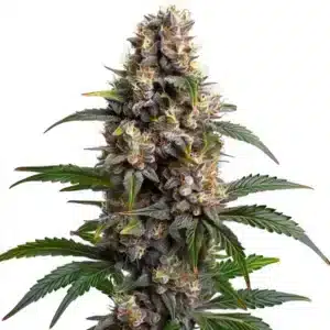 Plante de cannabis Godfather OG en floraison avancée