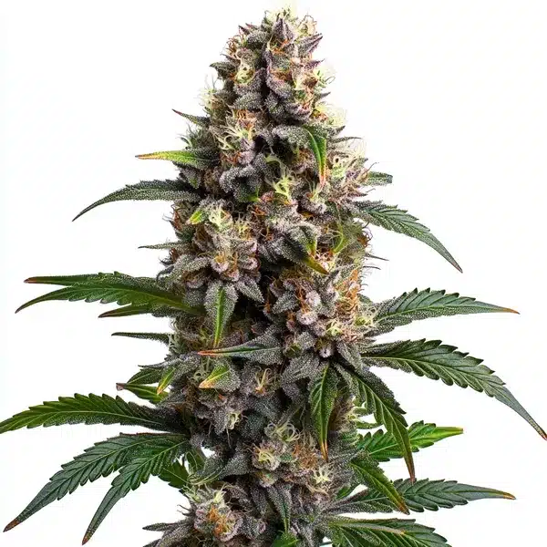 Godfather OG