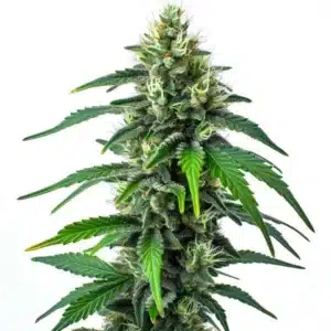 Gros plan sur une plante de cannabis Golden Goat