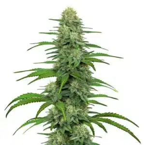 Tête de cannabis GG4 couverte de résine brillante
