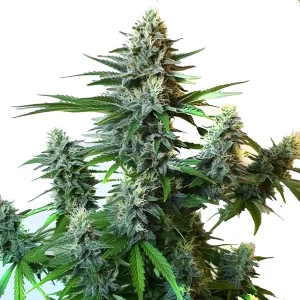 Plante de cannabis GG Autoflower F1 avec des fleurs denses et résineuses