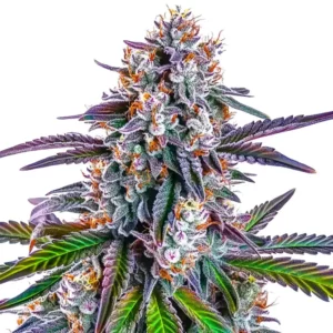 Plante de GG Purple avec des tons violets et des pistils orange