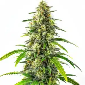 Plante de cannabis GG Regular avec des fleurs collantes couvertes de résine