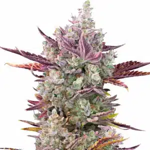 Hybride de GG x Girl Scout Cookies avec des bourgeons denses et givrées