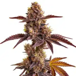 Plante de cannabis Gorilla Sherbet avec fleurs compactes et reflets violets