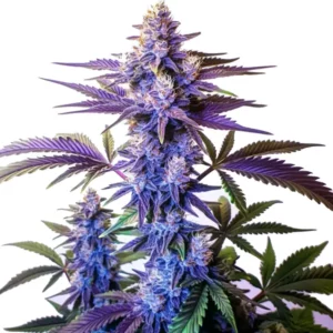 Grand Daddy Purple Fast Version cannabis plant with purple-hued buds and frosty trichomes