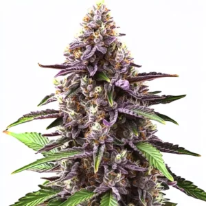 Plante de cannabis Grandaddy Purple Regular avec des teintes violettes profondes et des fleurs denses